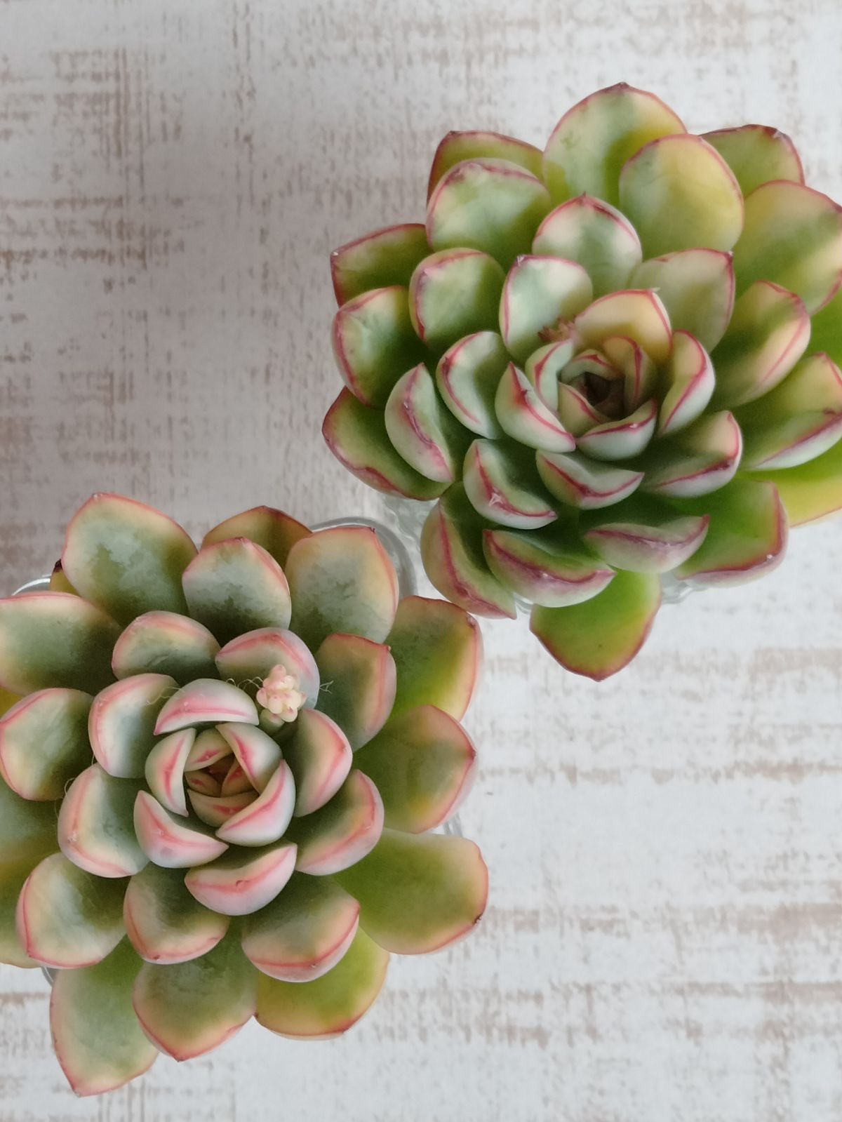 多肉植物 花うらら錦 2苗セット - メルカリ