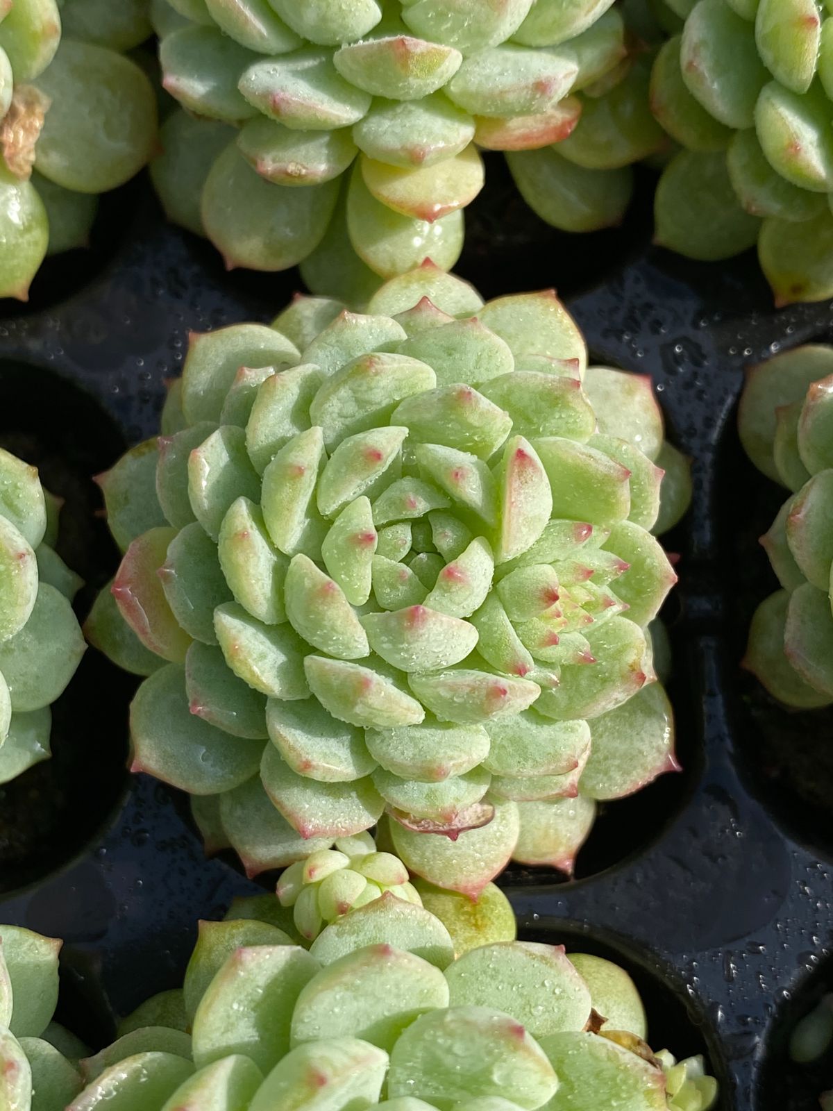 新入荷 ボールオブファット群生 105苗セット 土・根付き 美苗