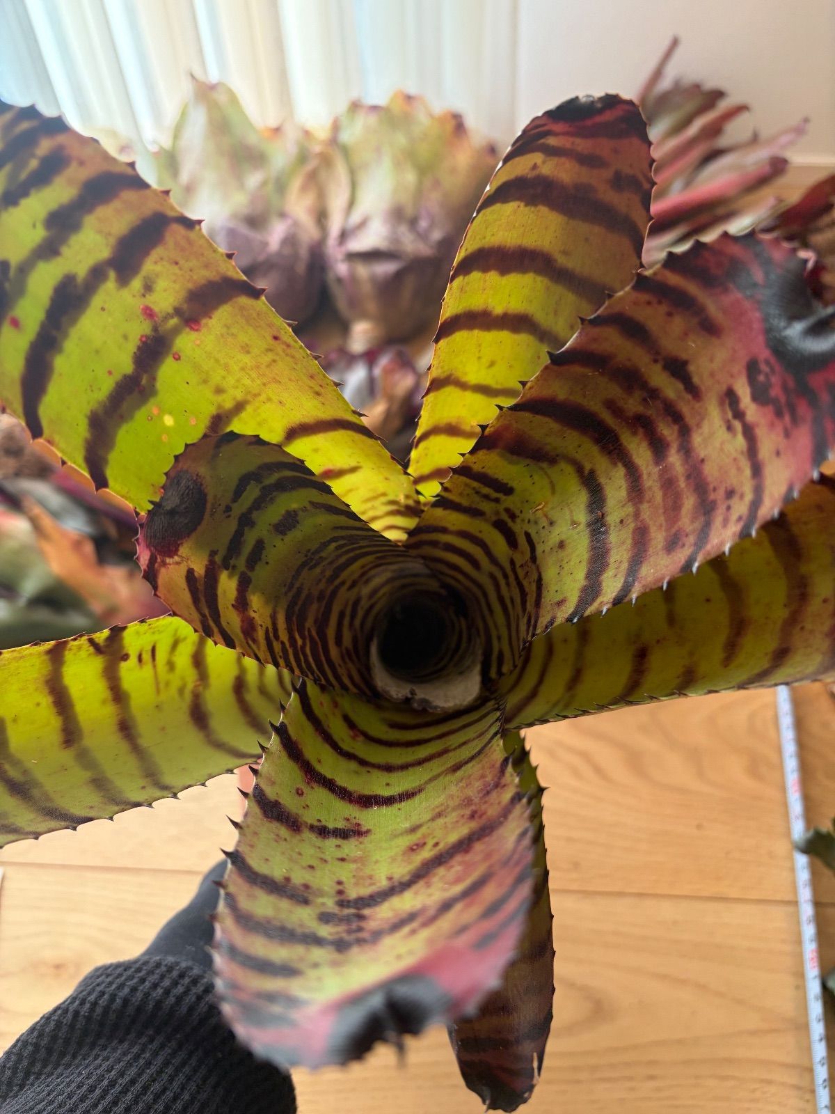 ネオレゲリア Neoregelia Carcharodon Tiger - メルカリ