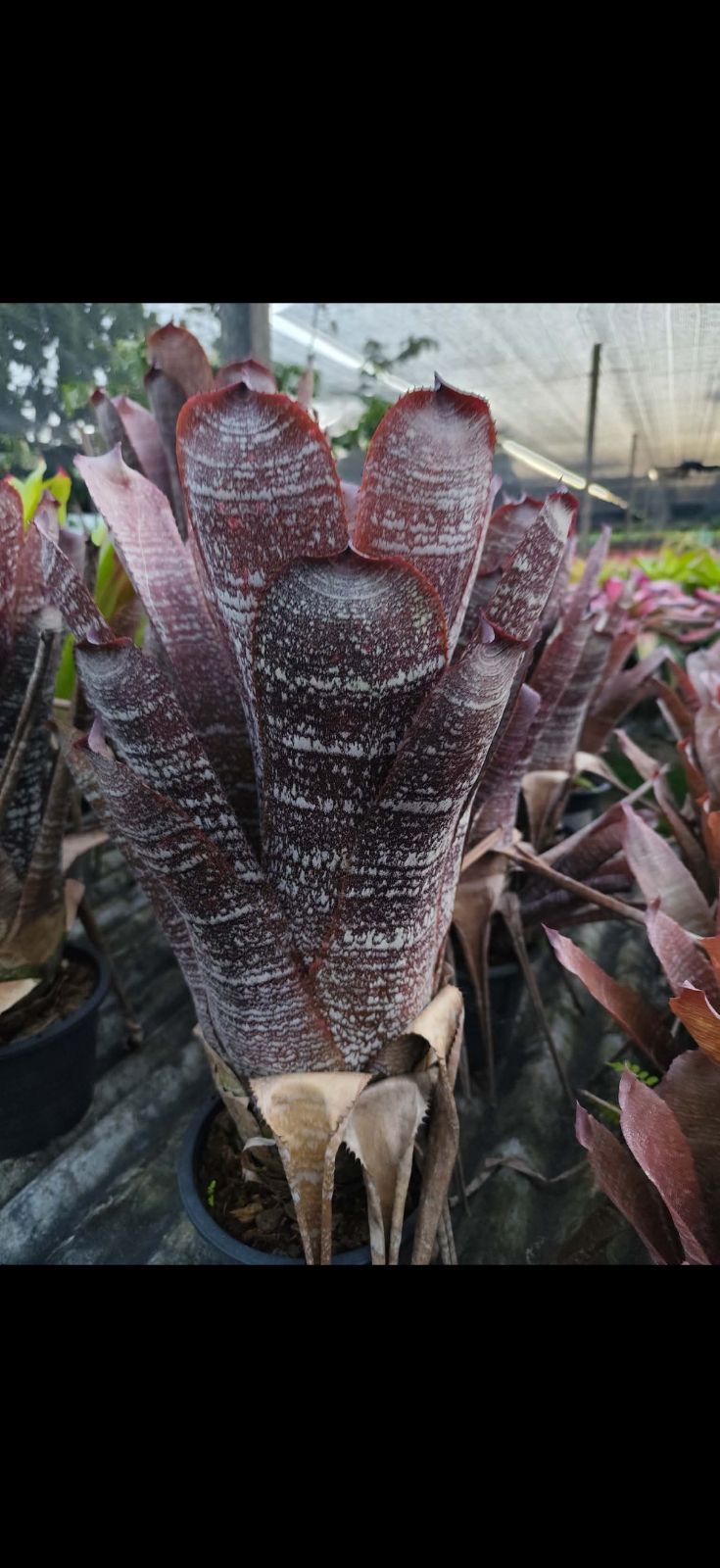 ホヘンベルギア Hohenbergia Correia-araujoi - メルカリ