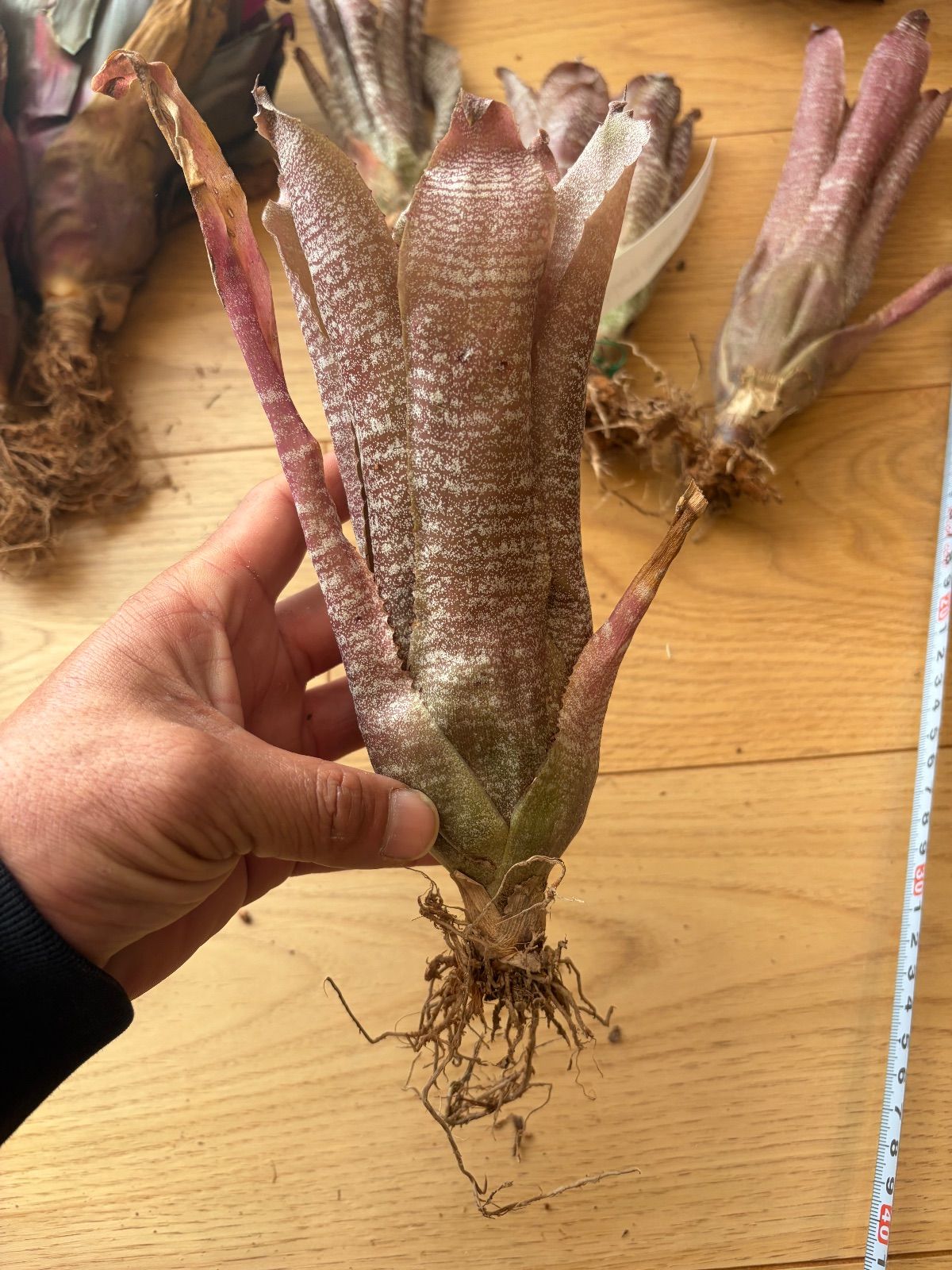 ホヘンベルギア Hohenbergia Correia-araujoi - メルカリ