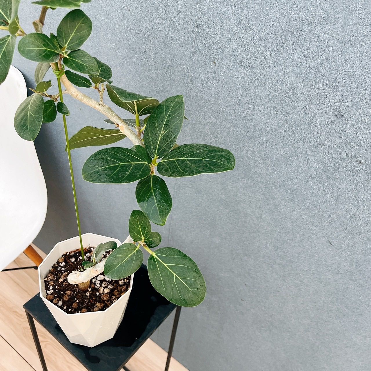 現品］18番 フィカス ベンガレンシス 曲がり 5号 観葉植物 室内 ゴムの