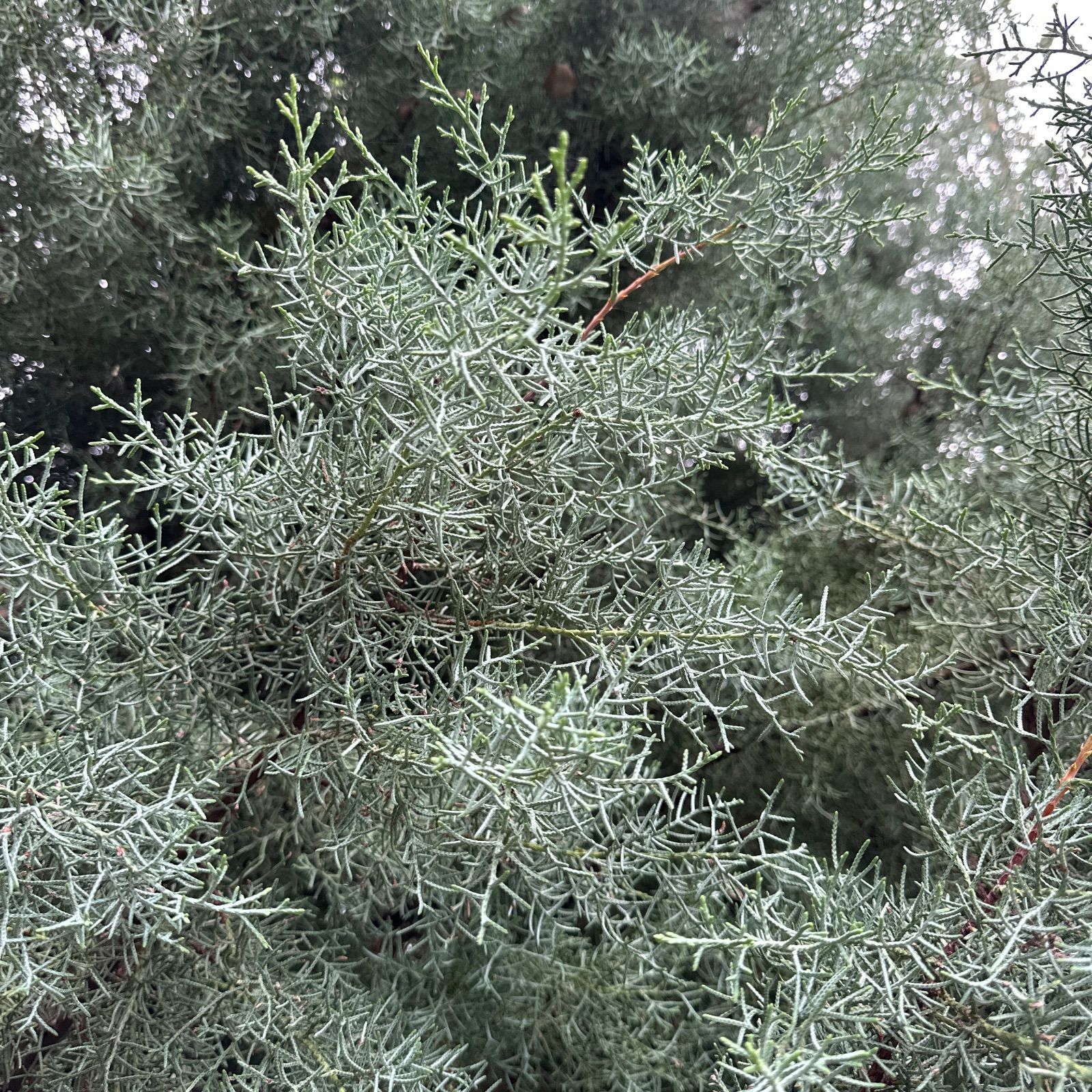 ☘️ユーカリ銀世界★フレッシュリーフ＊たっぷり☘️メルカリ便80サイズ ☘️ユーカリ銀世界☆フレッシュリーフ＊たっぷり☘️メルカリ便80