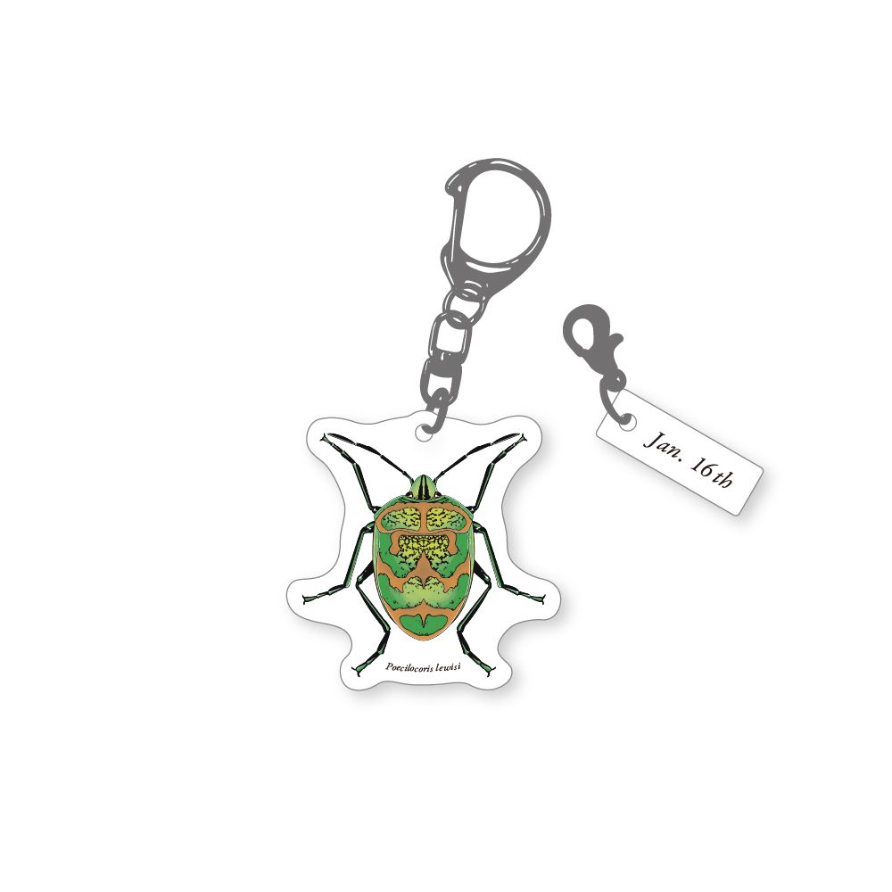 366日昆虫アクリルキーホルダー 1月16日 アカスジキンカメムシ 虫好き