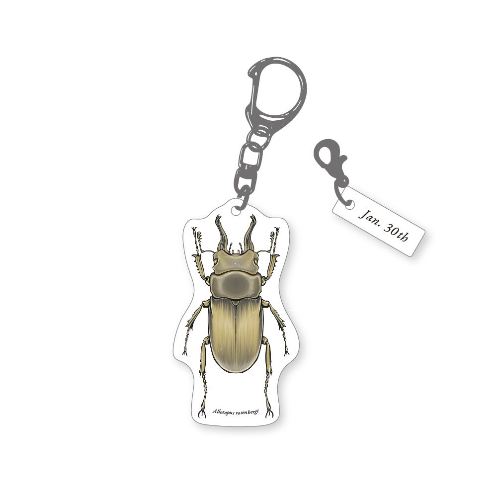 366日昆虫アクリルキーホルダー 1月30日 オウゴンオニクワガタ 虫好き
