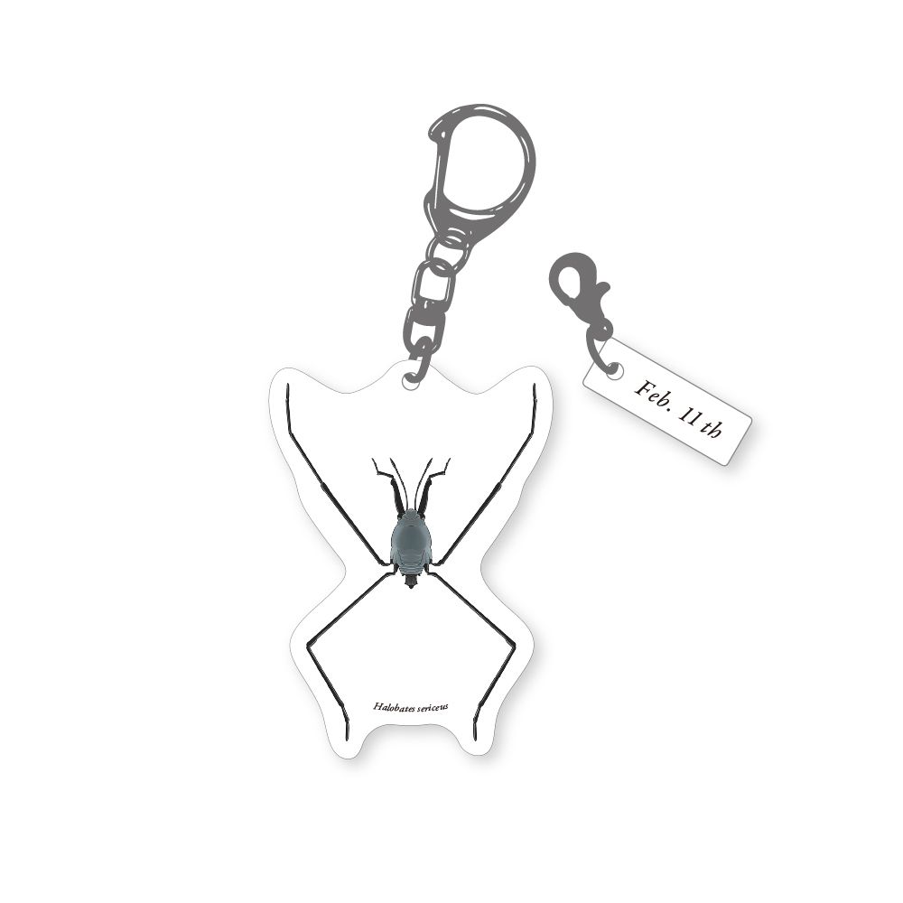 366日昆虫アクリルキーホルダー 2月11日 ウミアメンボ 虫好き