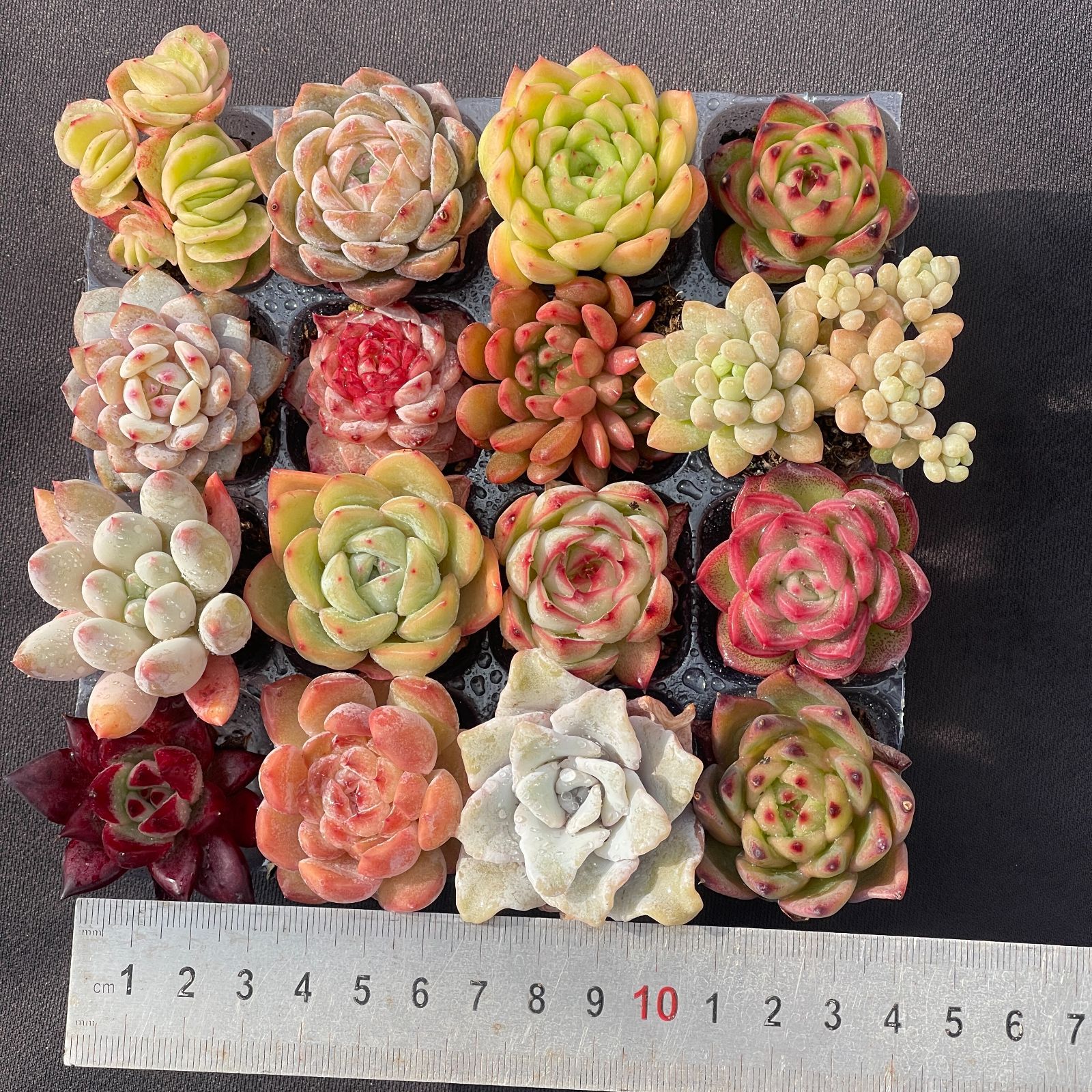 可愛い16苗セット エケベリア 土と根付きの苗 多肉植物 送料無料 韓国