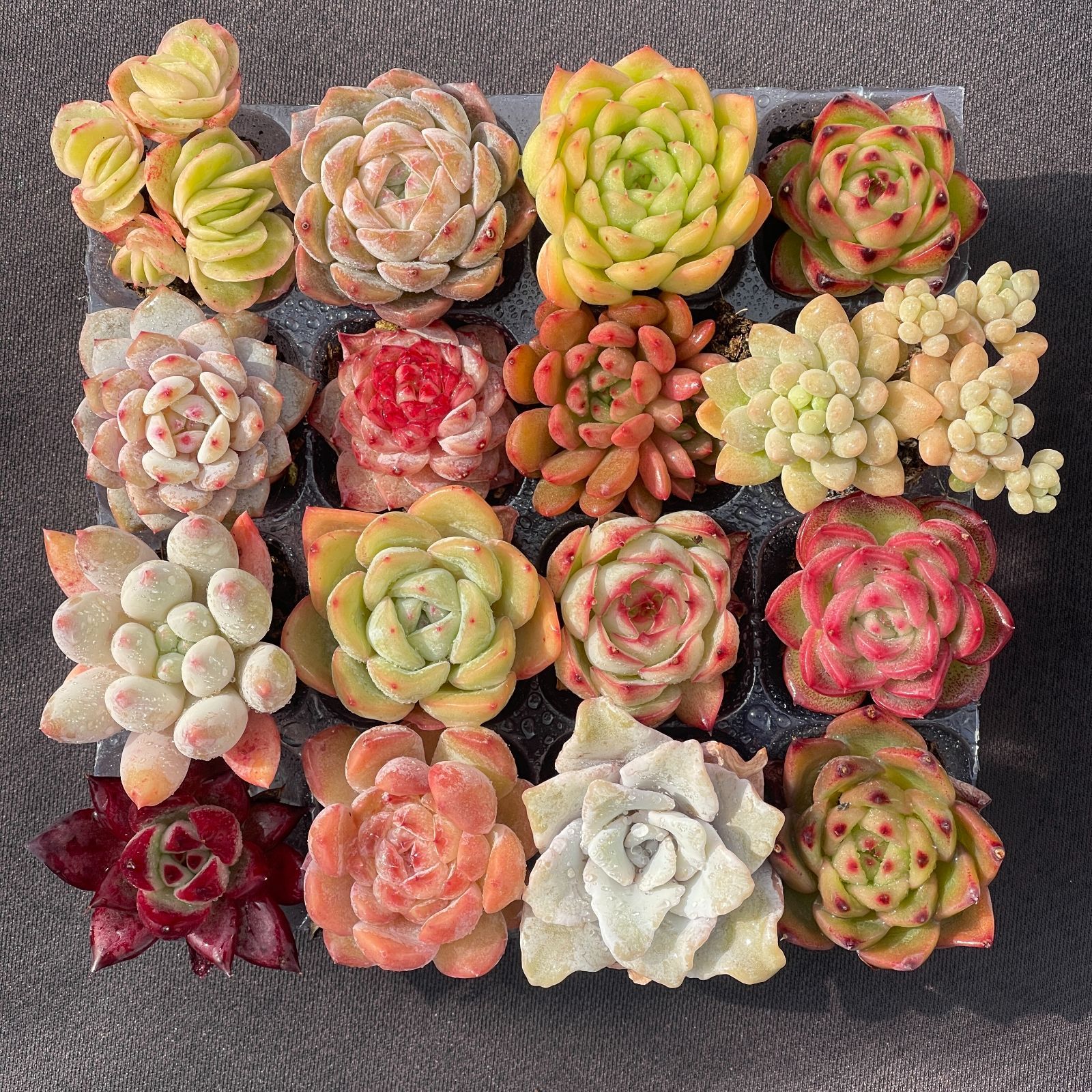 可愛い16苗セット エケベリア 土と根付きの苗 多肉植物 送料無料 韓国