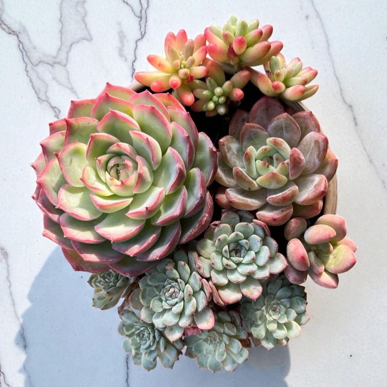 メルカリ便♫多肉植物寄せ植え♫そのまま飾れる♫お得な2個セット 多肉植物 寄せ植えセット そのまま飾れる🍀 - メルカリ