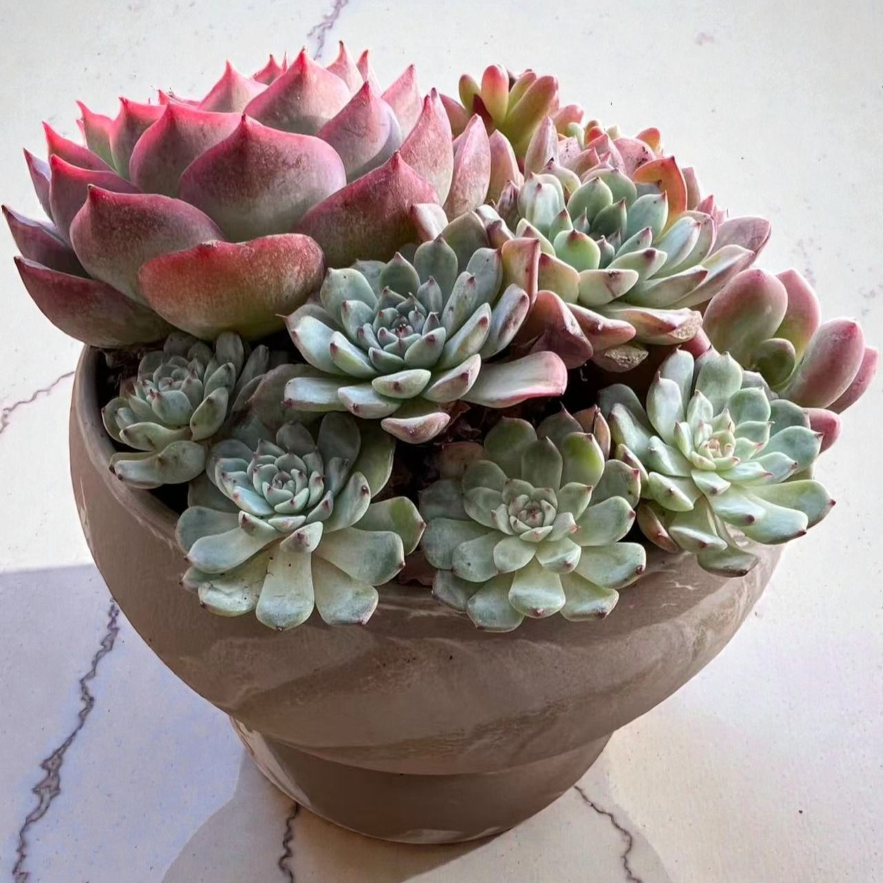 多肉植物 寄せ植えセット そのまま飾れる🍀 - メルカリ