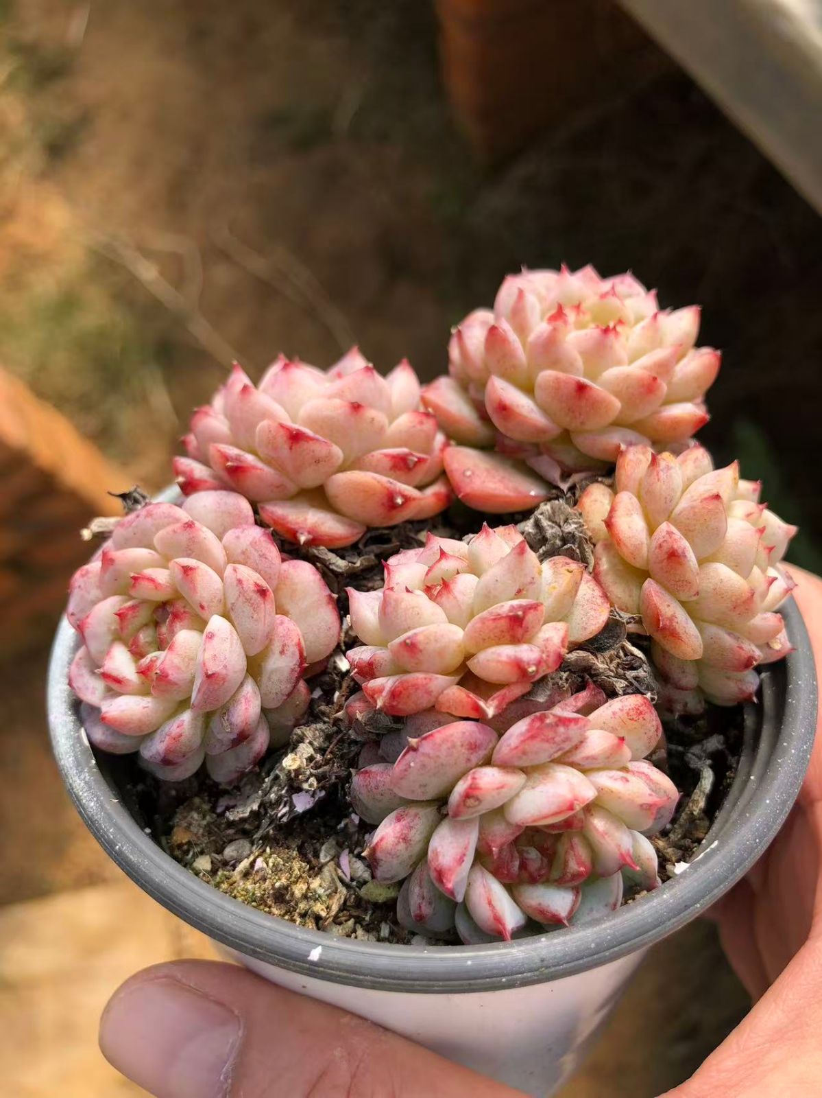 オープン記念セール ビロード 18株 抜き苗 美苗 エケベリア 多肉植物