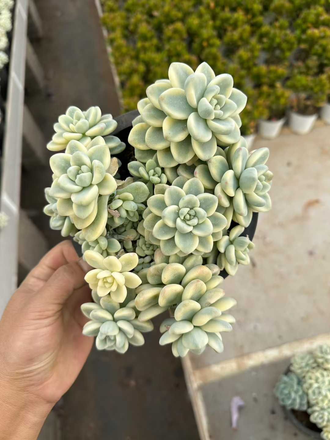 オープン記念セール ディックライト 8株 抜き苗 美苗 エケベリア 多肉