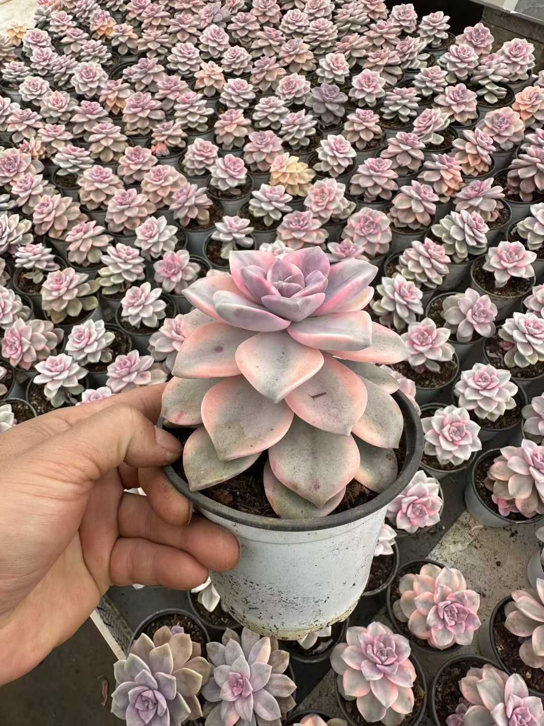 オープン記念セール ディックライト 8株 抜き苗 美苗 エケベリア 多肉