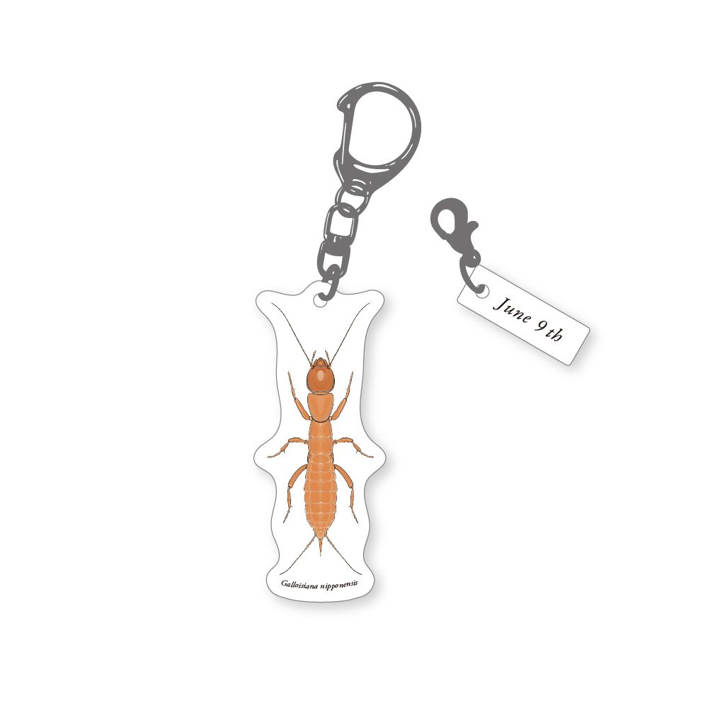 366日昆虫アクリルキーホルダー 6月9日 ガロアムシ 虫好き