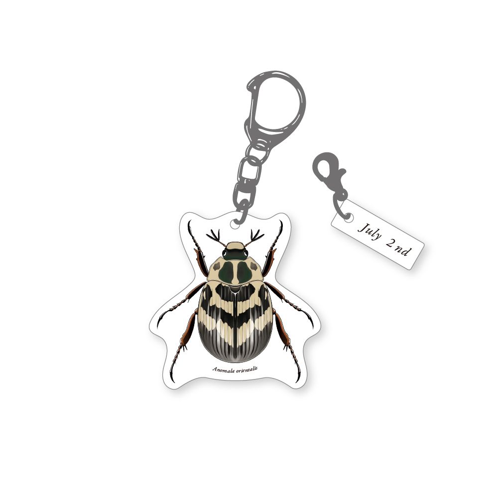 虫の王出品 366日昆虫アクリルキーホルダー 7月2日 セマダラコガネ 虫好き