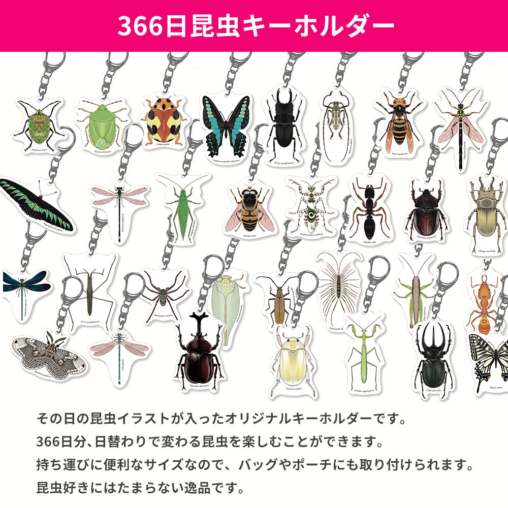 366日昆虫アクリルキーホルダー 8月21日 ハグルマヤママユ 虫好き