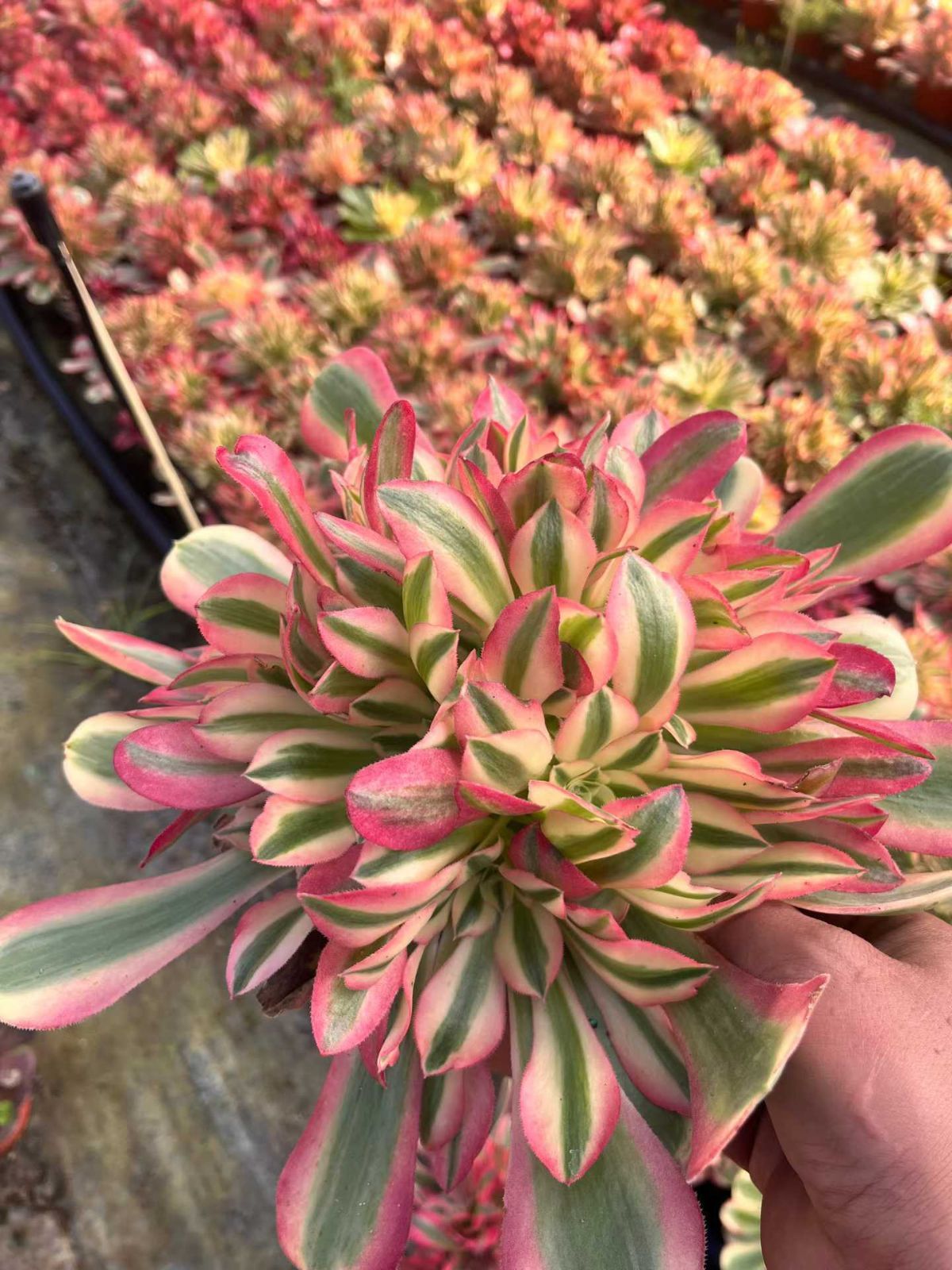 新規オープン記念 ピンクウィッチ群生×6株 多肉植物 抜き苗 エケベリア