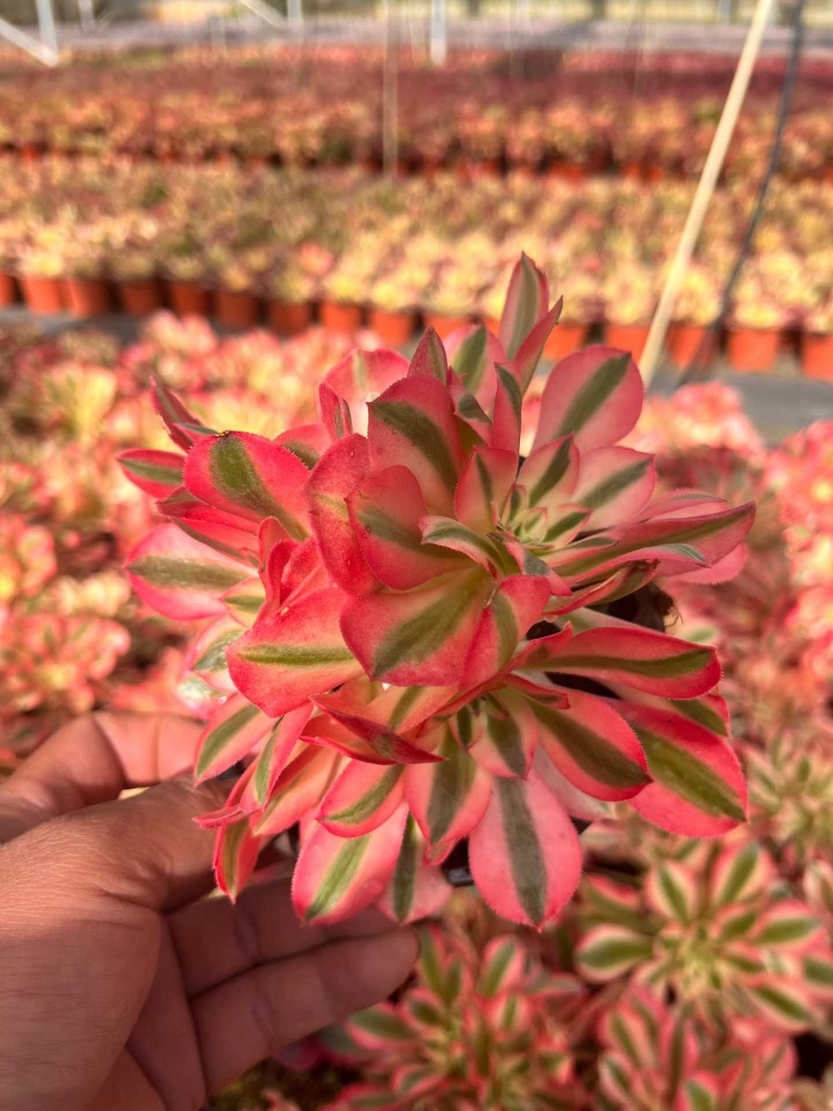 新規オープン記念 ピンクウィッチ群生×12株 多肉植物 抜き苗