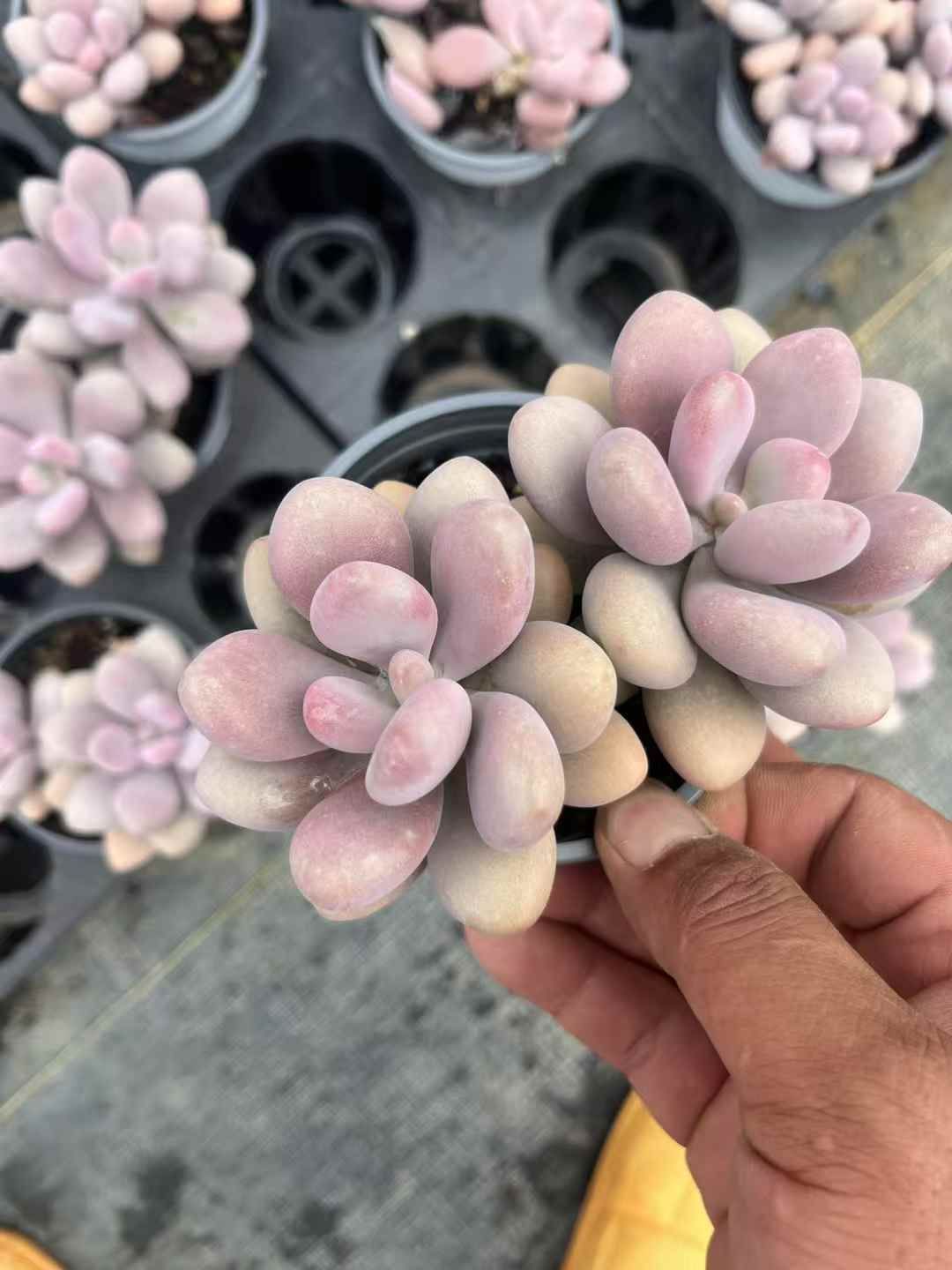 新規オープン記念 モモタマゴ2頭×18株 多肉植物 抜き苗 エケベリア