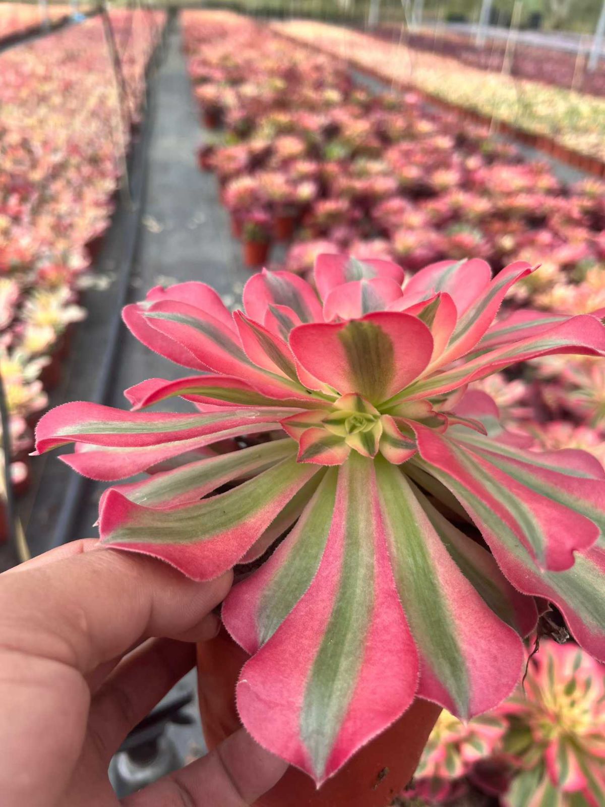 新規オープン記念 ピンクウィッチ・小苗付き×12株 多肉植物 抜き苗