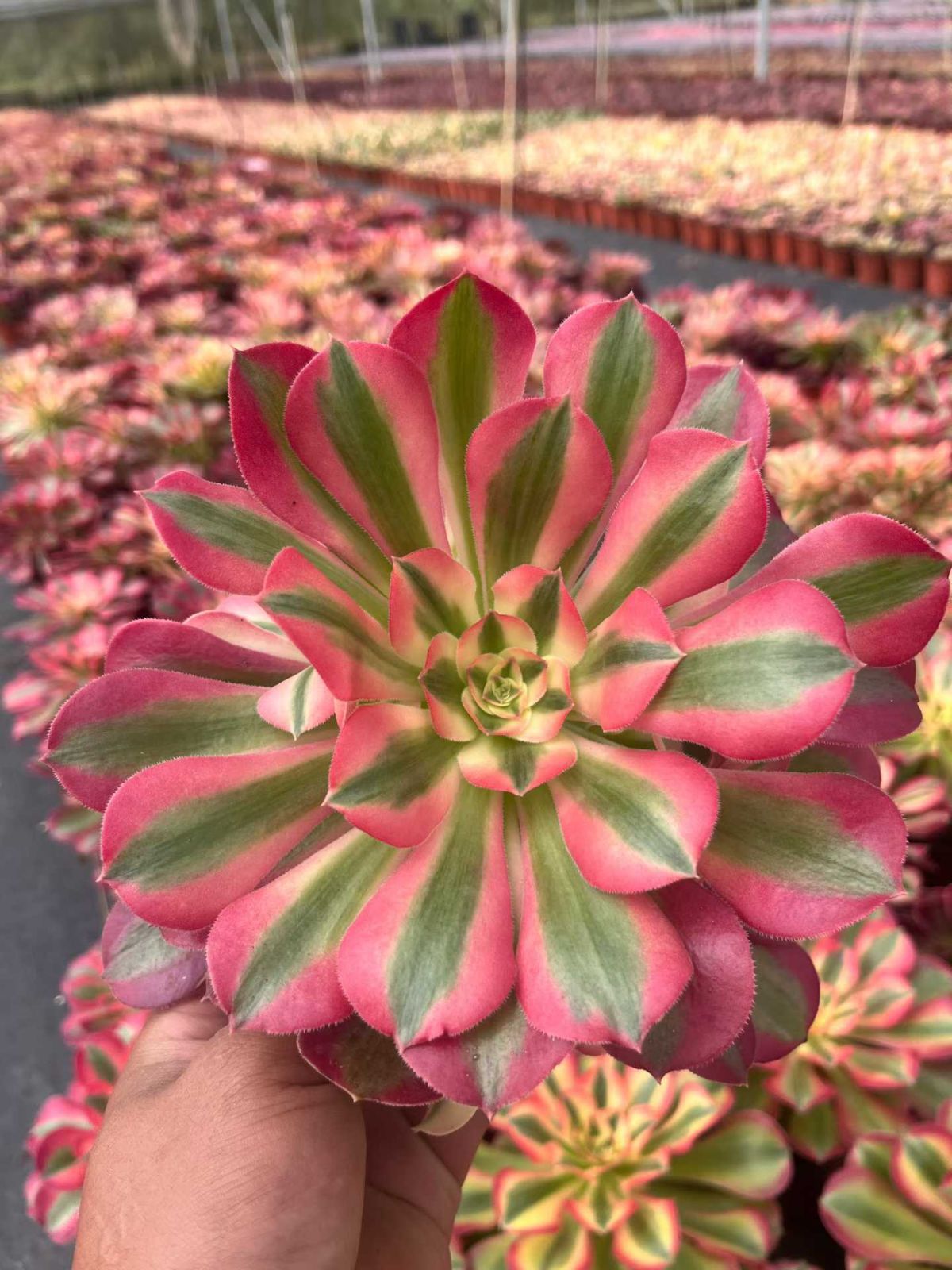 新規オープン記念 ピンクウィッチ・小苗付き×12株 多肉植物 抜き苗