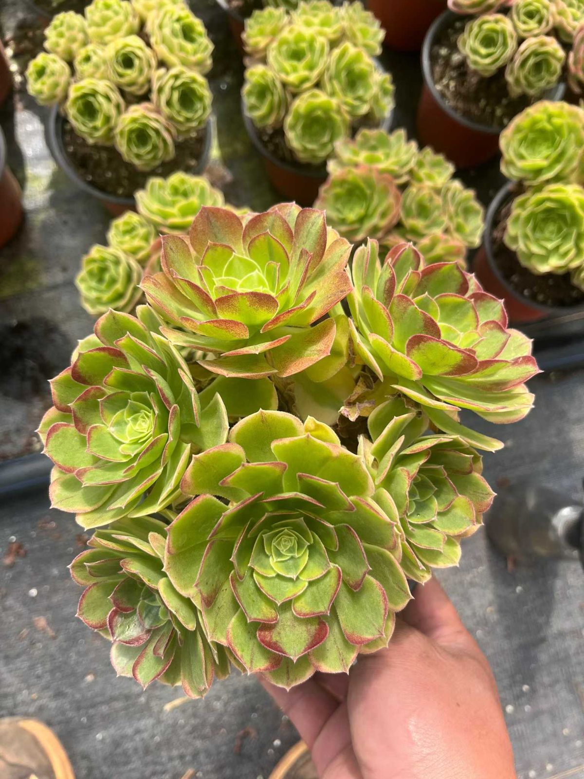 新規オープン記念 グリーンメデューサ×6株 多肉植物 抜き苗 エケベリア