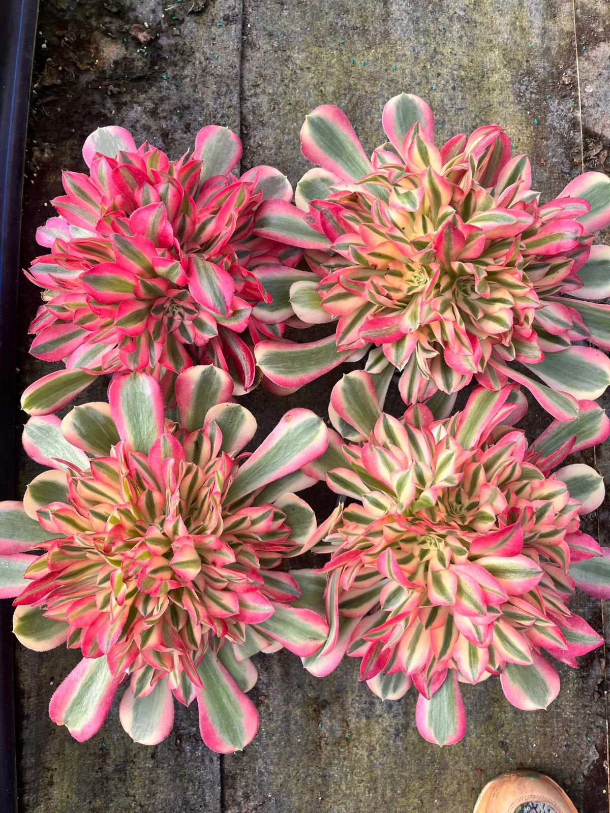 新規オープン記念 ピンクウィッチ群生×6株 多肉植物 抜き苗 エケベリア