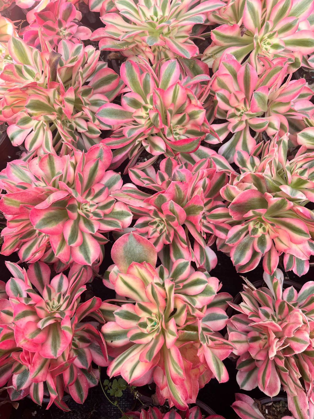 新規オープン記念 ピンクウィッチ群生×12株 多肉植物 抜き苗