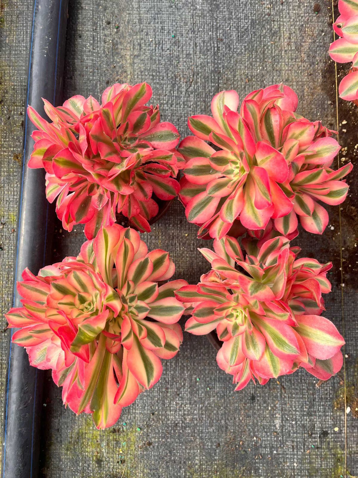 新規オープン記念 ピンクウィッチ群生×12株 多肉植物 抜き苗