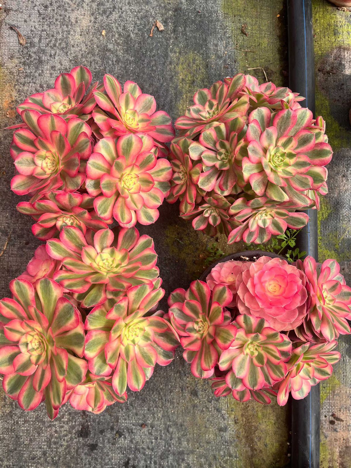 新規オープン記念 キュートバブル群生×24株 多肉植物 抜き苗