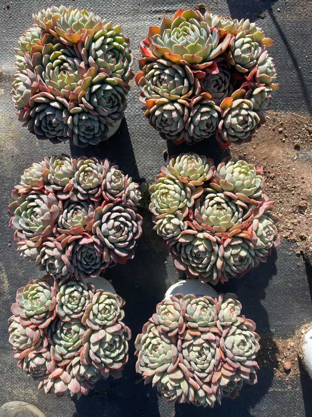 多肉植物　寄せ植え　韓国苗　ブック　a 新規オープン記念 ナナ ミニ フック×12株 多肉植物 抜き苗 エケベリア