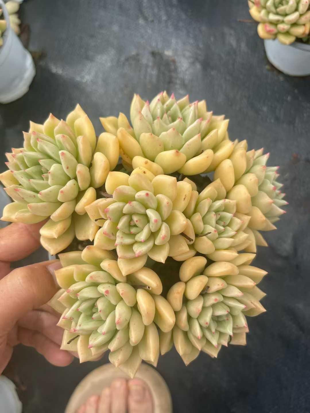 Top【選抜株】多肉植物18887アエオニウム シー　キング15個　鉢無し/脱土 新規オープン記念 ゴールド美人×12株 多肉植物 抜き苗 エケベリア