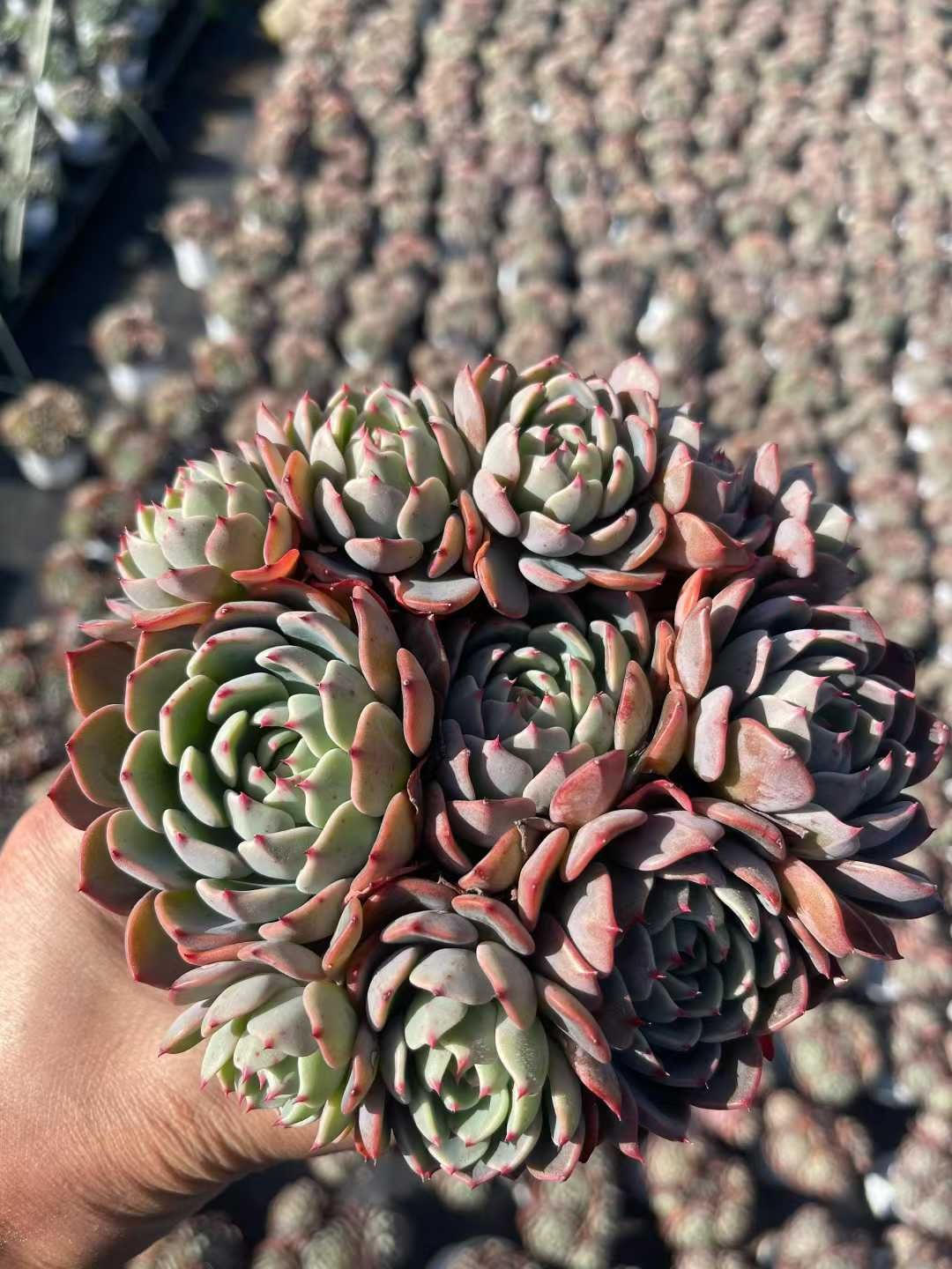 多肉植物　寄せ植え　韓国苗　ブック　a 多肉植物 寄せ植え 韓国苗 ブック a