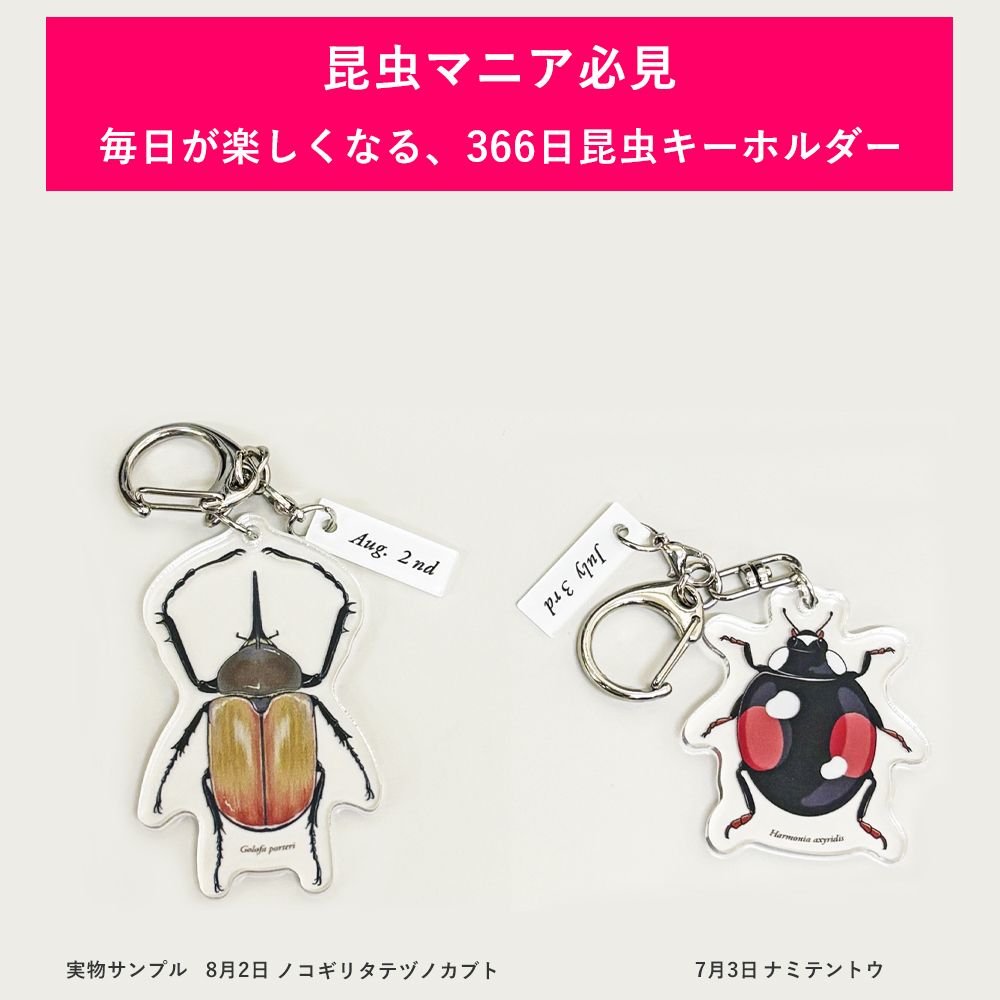 366日昆虫アクリルキーホルダー 9月24日 ヒラタクワガタ（オス） 虫