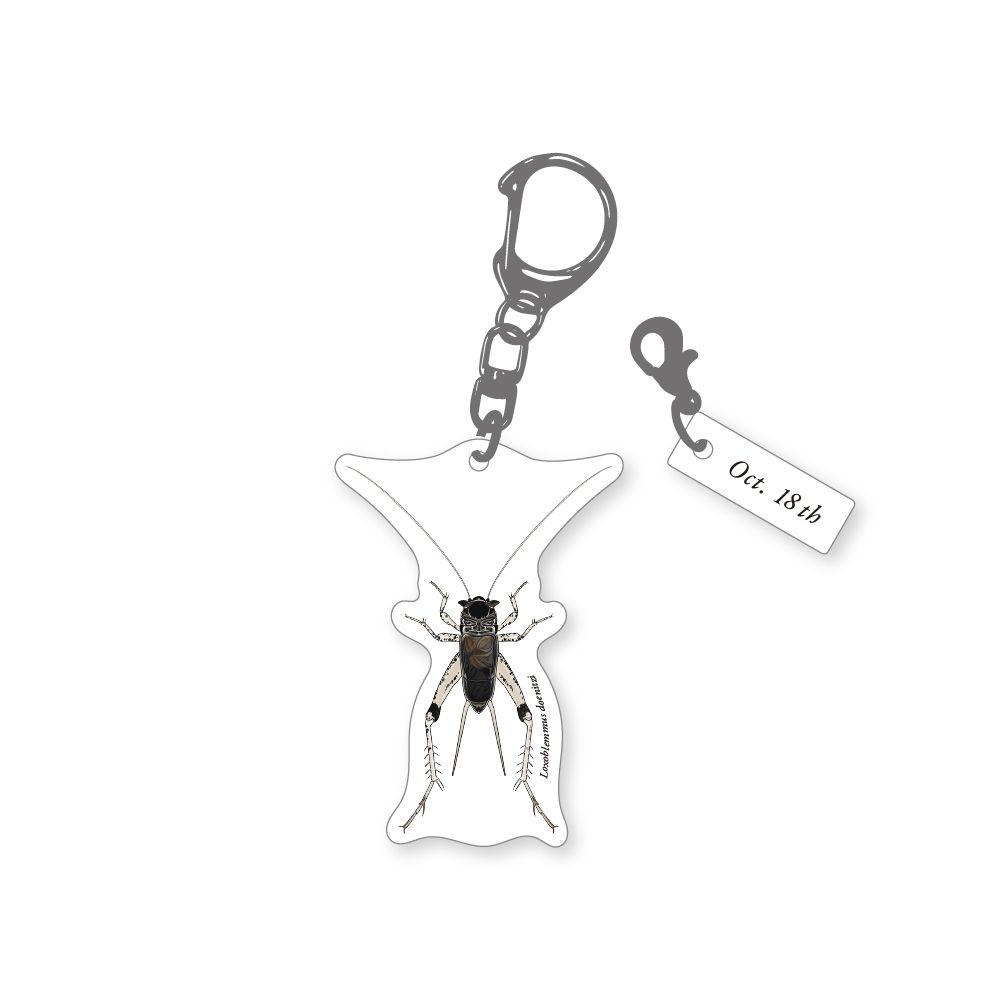 366日昆虫アクリルキーホルダー 10月18日 ミツカドコオロギ 虫好き