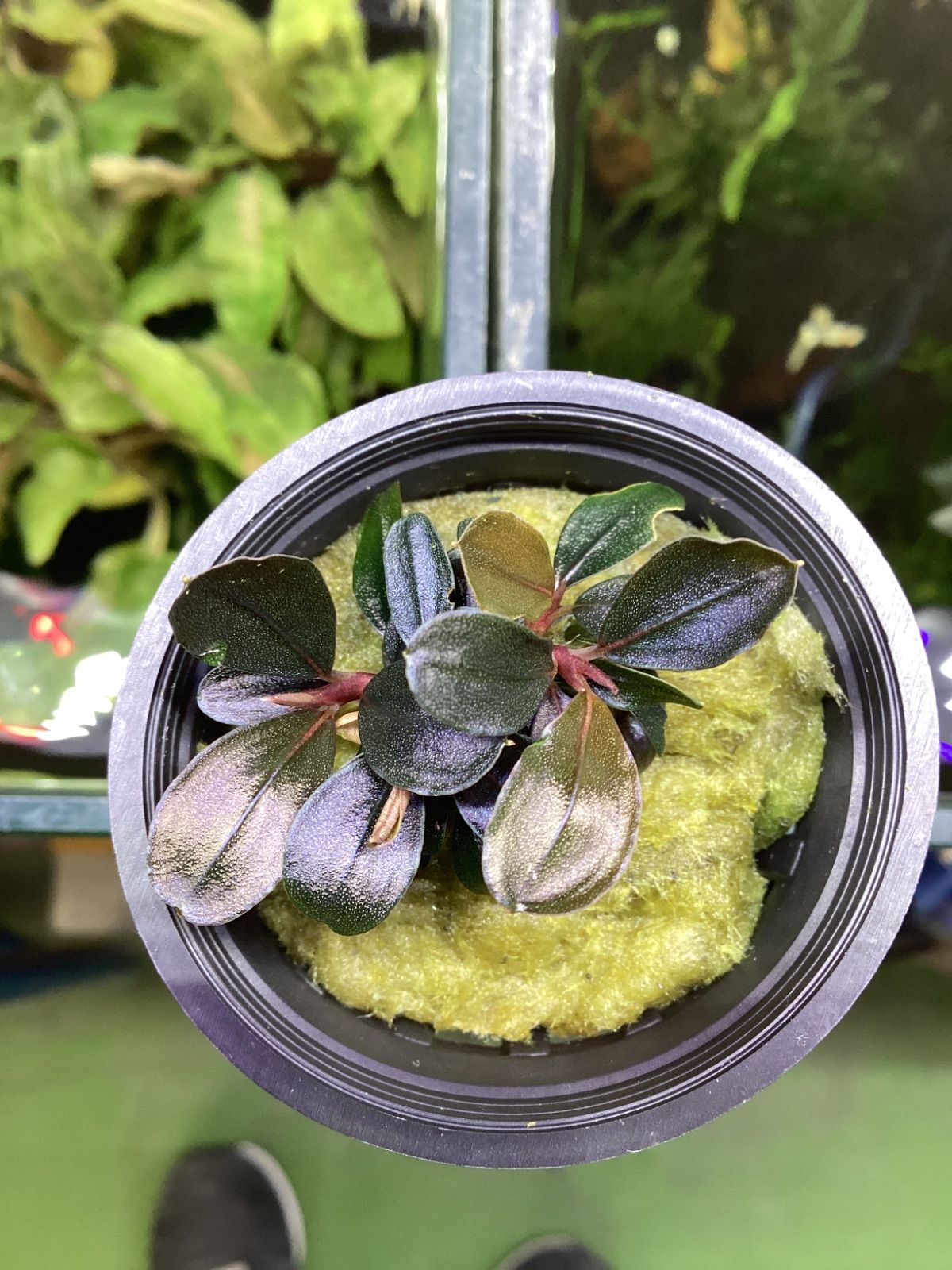 ブセファランドラsp.ブラウニー ネオ 2015 ブセファランドラ sp. ブラウニーネオ - メルカリ