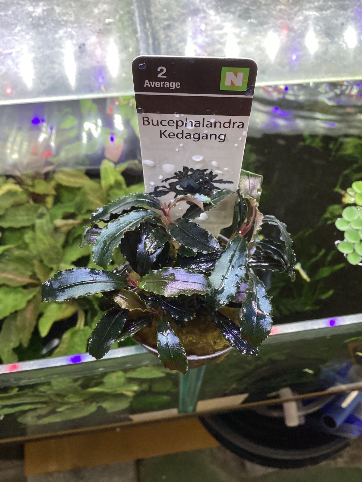 まっちゃん様　クダガン②③⑧⑨ ブセファランドラ sp. クダガン アクアフルール社 - メルカリ