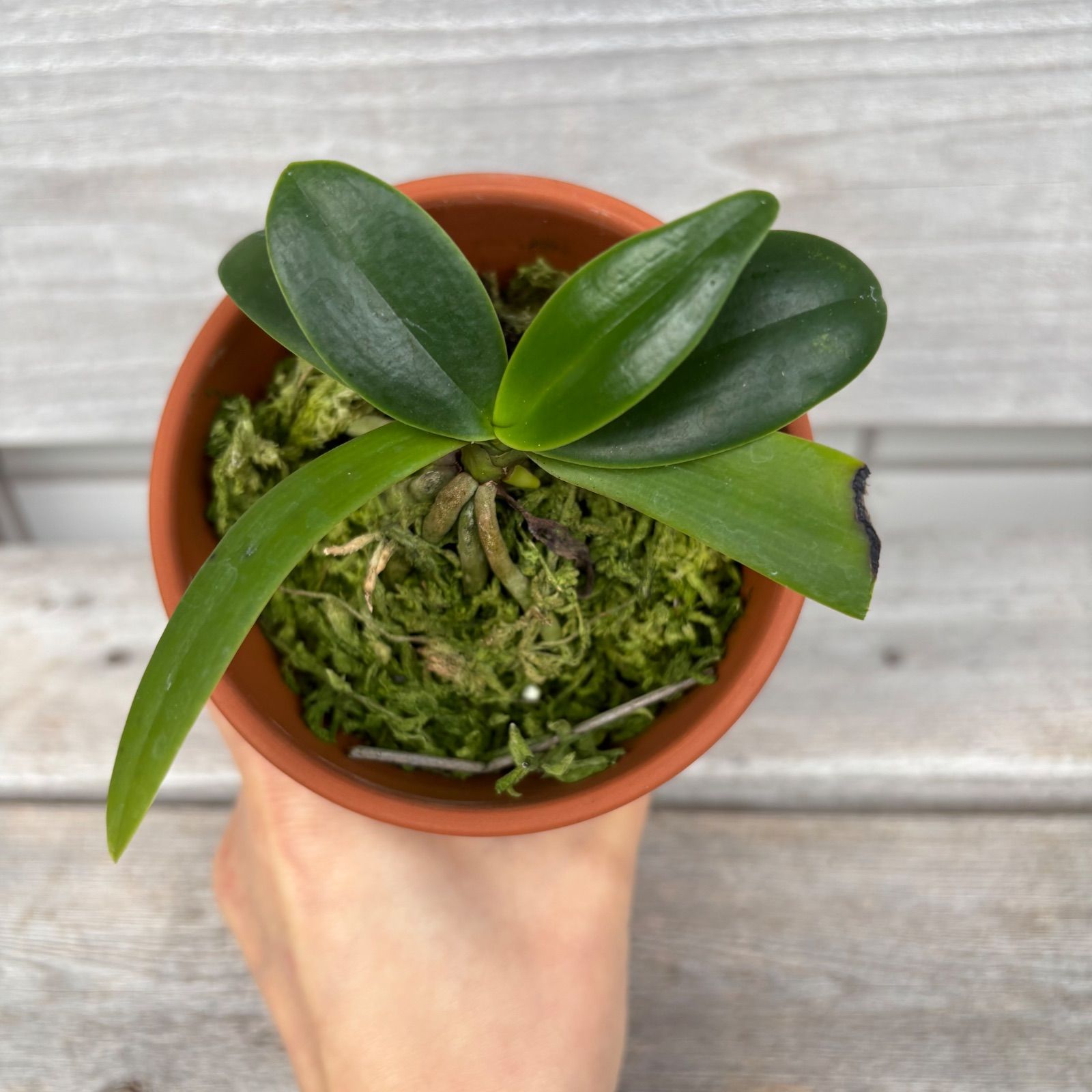 希少種】ナゴラン（名護蘭）沖縄県産 - メルカリ