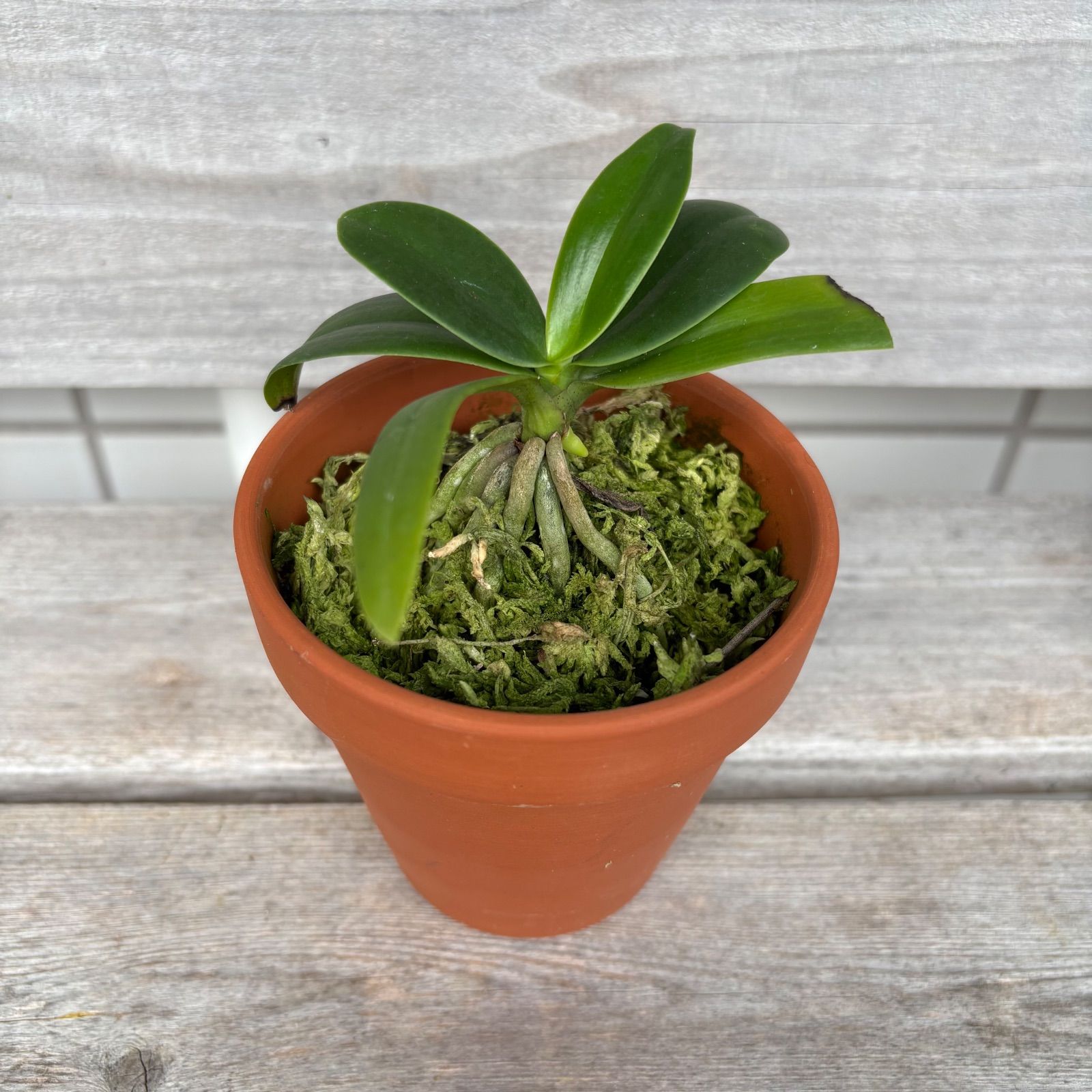 希少種】ナゴラン（名護蘭）沖縄県産 - メルカリ