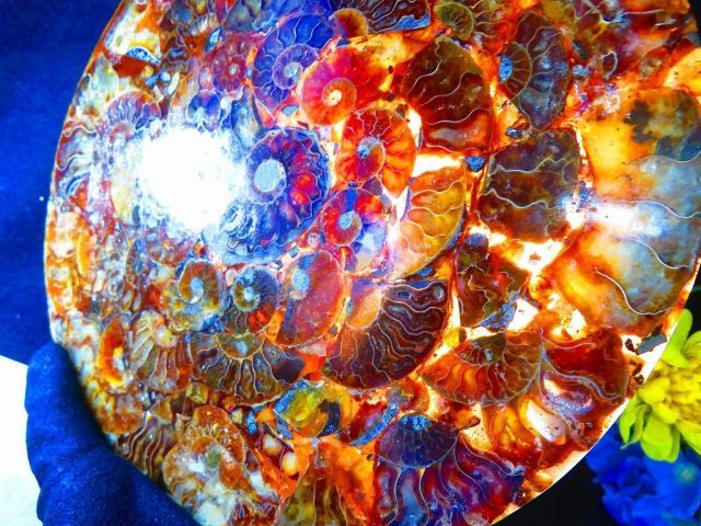 数万個の中の一個☆天然マダガスカル産 ☆ 縫合線オパールアンモナイト