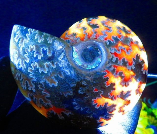 マダガスカル産　縫合糸　アンモナイト　化石　特大型　最高位 マダガスカル産 縫合糸 アンモナイト 化石 特大型 最高位 マダガスカル