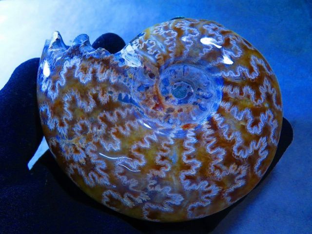 数万個の中の一個☆天然マダガスカル産 ☆ 縫合線オパールアンモナイト