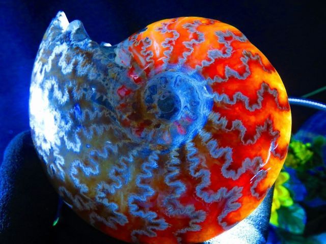 数万個の中の一個☆天然マダガスカル産 ☆ 縫合線オパールアンモナイト