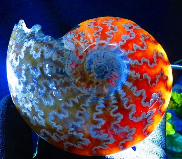 数万個の中の一個☆天然マダガスカル産 ☆ 縫合線オパールアンモナイト