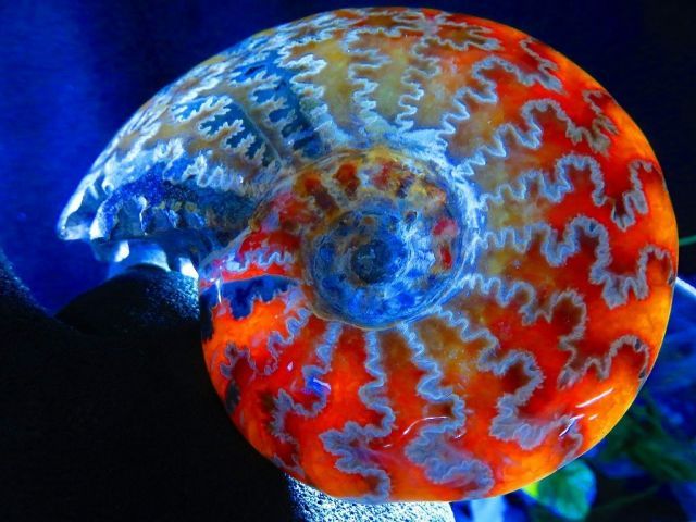 数万個の中の一個☆天然マダガスカル産 ☆ 縫合線オパールアンモナイト