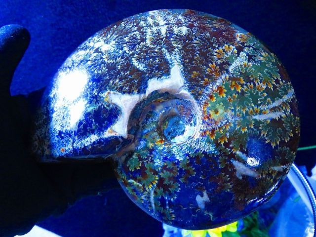 数万個の中の一個☆天然マダガスカル産 ☆ 縫合線オパールアンモナイト