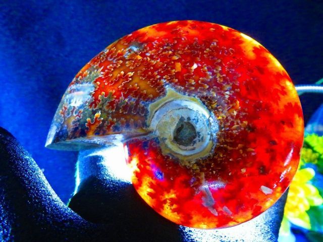 数万個の中の一個☆天然マダガスカル産 ☆ 縫合線オパールアンモナイト