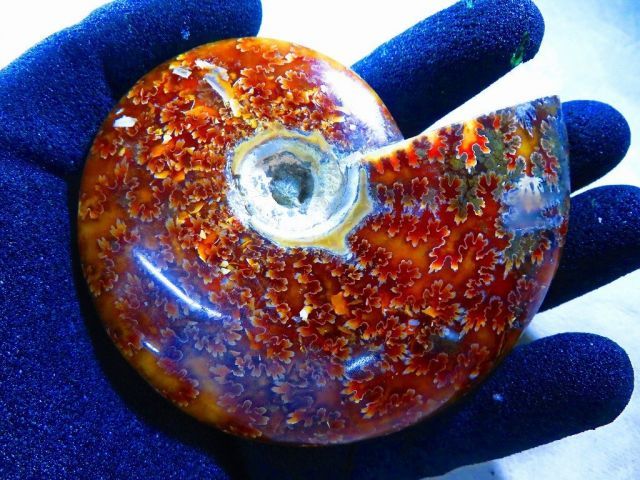 マダガスカル産 アンモナイト 化石 台座とオマケ付き 数万個の中の一個☆天然マダガスカル産 ☆ 縫合線オパールアンモナイト