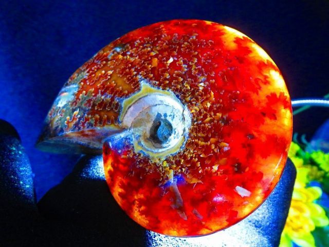 数万個の中の一個☆天然マダガスカル産 ☆ 縫合線オパールアンモナイト