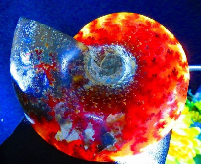 数万個の中の一個☆天然マダガスカル産 ☆ 縫合線オパールアンモナイト